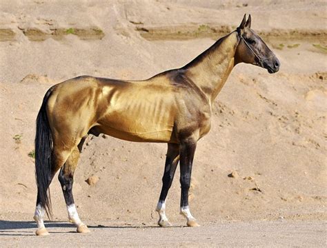 Akhal-teke price - Akhal-Tekes usually stand between 14.2 and 16 hands high and can be palomino, bay, buckskin, black, brown, chestnut, grey, perlino or cremello. They have a silky yet sparse mane and tail; the mane is often shaved to accentuate the shape of their neck and head. Their coat has a dazzling metallic appearance caused by the unique structure of their ...